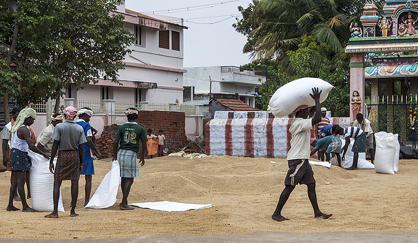 Bagging Rice 8-Thekkady